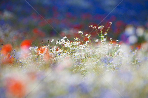 Fleurs sauvages abondance floraison prairie printemps temps [[stock_photo]] © courtyardpix