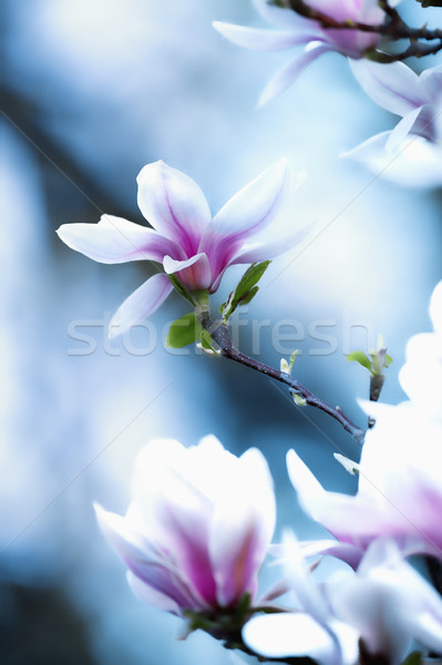 Stock photo: Closeup of Magnolia Flower at Blossom 