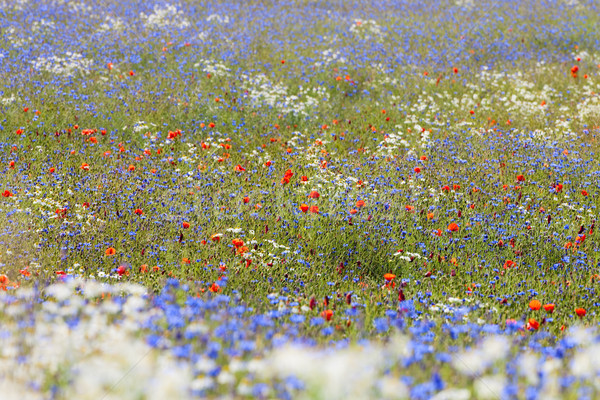 Fleurs sauvages abondance floraison prairie printemps temps [[stock_photo]] © courtyardpix