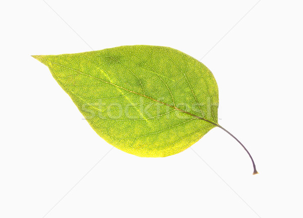 Foto stock: Verde · outono · folha · isolado · branco