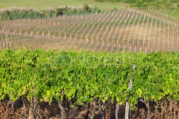 vineyard in croatia Stock photo © courtyardpix
