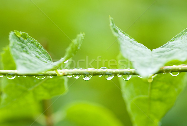 Tröpfchen Wasser Anlage Regen Garten Blatt Stock foto © courtyardpix