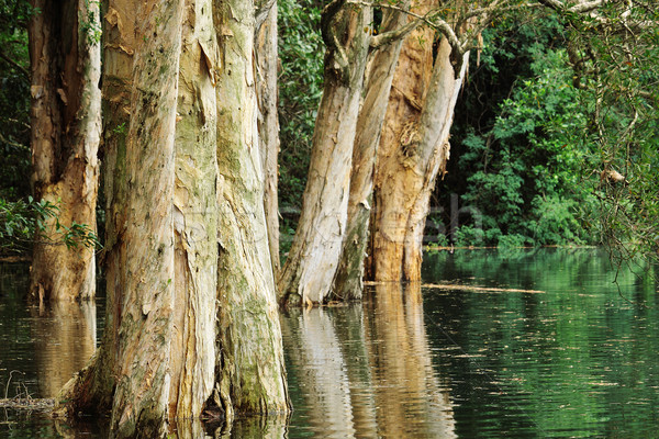 Zdjęcia stock: Drzewo · wody · drewna · wodospad · rzeki · dżungli