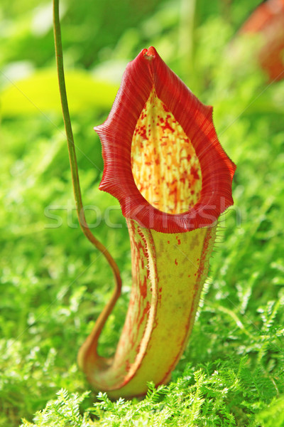 Tropische carnivoor plant vlees jungle vliegen Stockfoto © cozyta