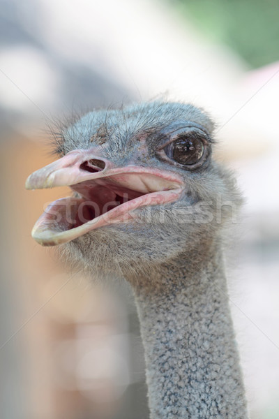 Stock photo: ostrich portrait in the farm, close up, background