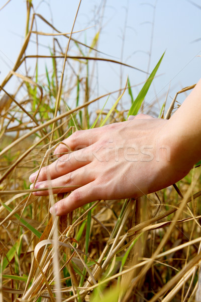 close up of a man's hand touching the grass, 'feeling nature Stock photo © cozyta