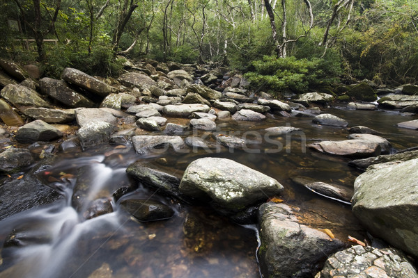 Su bahar orman soyut yaprak cam Stok fotoğraf © cozyta