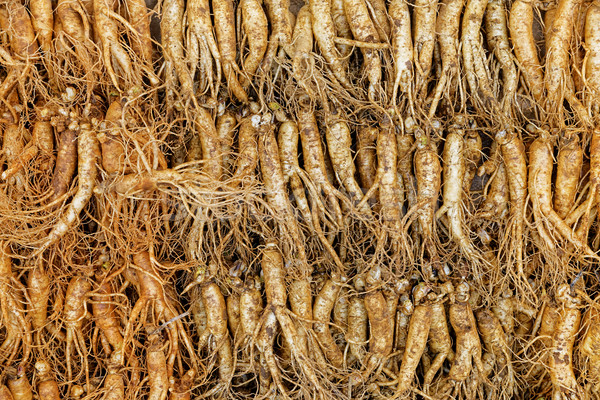 crowd of real ginseng Stock photo © cozyta