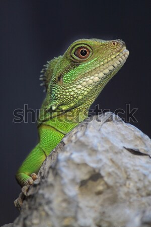 iguana  Stock photo © cozyta