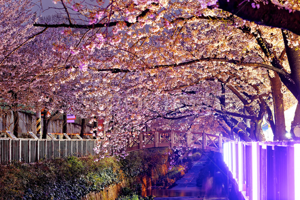 cherry blossoms at night Stock photo © cozyta