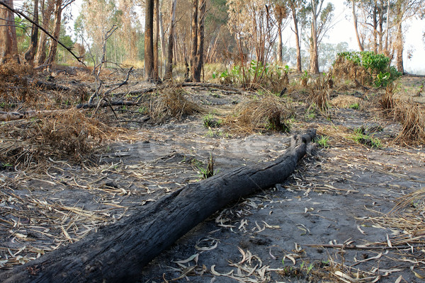 charred trunks of trees after fire  Stock photo © cozyta