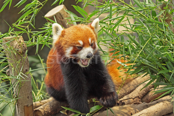 Red Panda Stock photo © cozyta