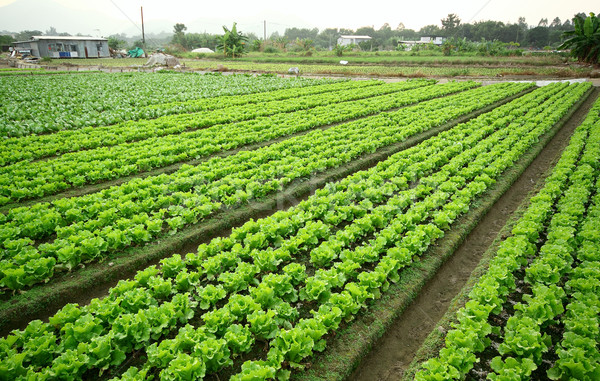 耕 土地 房子 食品 草 性質 商業照片 © cozyta