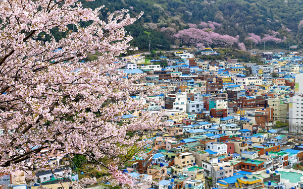 Sakura tree at Gamcheon Culture Village, Busan Stock photo © cozyta