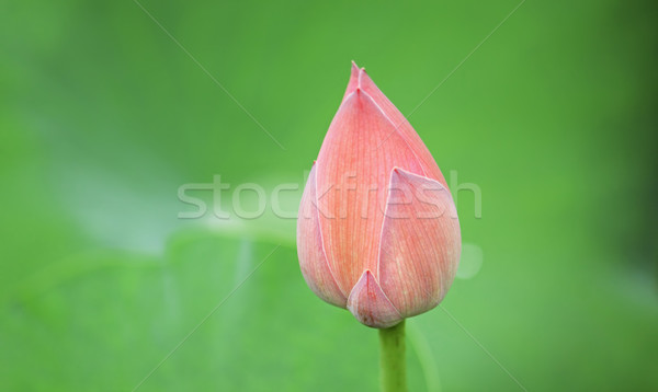 Hindu Lotus  Stock photo © cozyta