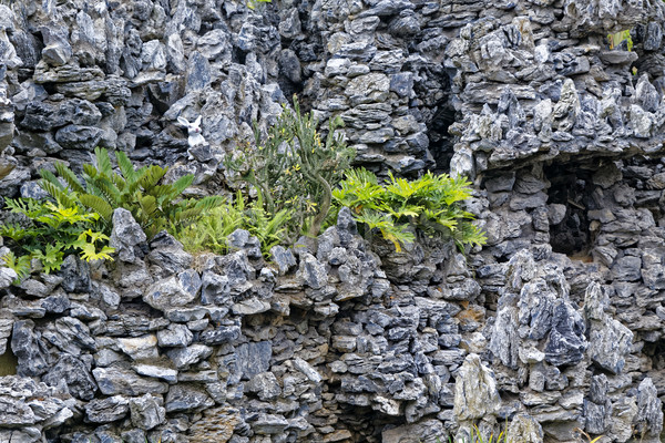 Landscaping steen gras bloemen rock architectuur Stockfoto © cozyta