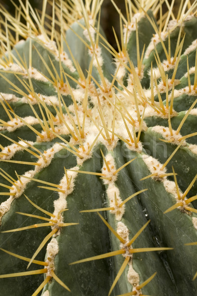 Kaktusz zárt lövés kert család terv Stock fotó © cozyta