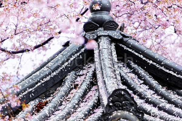 Weeping sakura infront of japanese temple Stock photo © cozyta