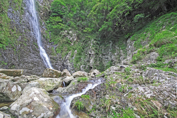 Güzel rahatlatıcı çağlayan ağaç bahar Stok fotoğraf © cozyta