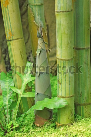 Bambu rainforest orman yaprak bahçe arka plan Stok fotoğraf © cozyta