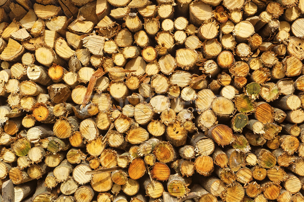природного аннотация фото древесины Сток-фото © cozyta