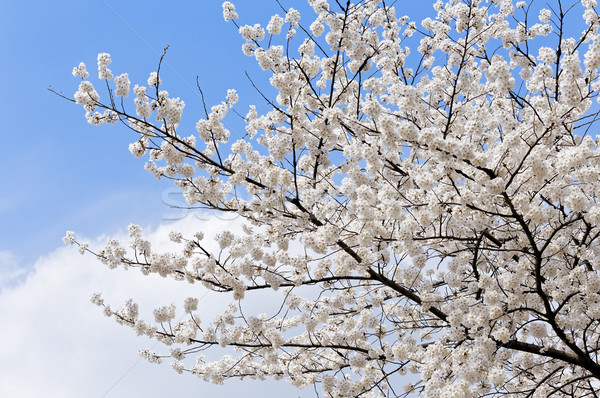 Rami fioritura melo molti fiori cielo blu Foto d'archivio © cozyta