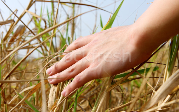 [[stock_photo]]: Main · toucher · herbe · sensation · nature