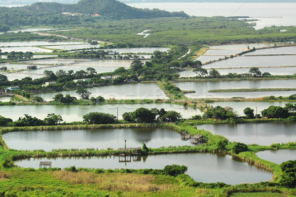 Rice terrace landscape in China  Stock photo © cozyta