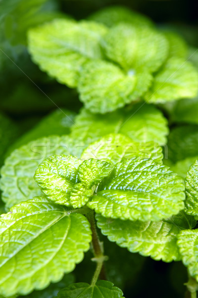 fresh green leaves Stock photo © cozyta