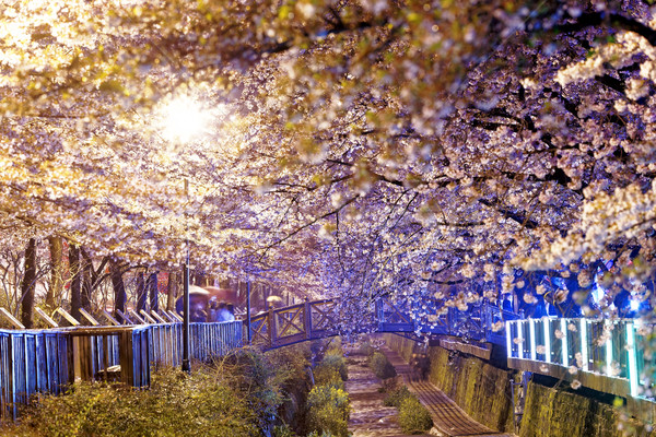 cherry blossoms at night Stock photo © cozyta