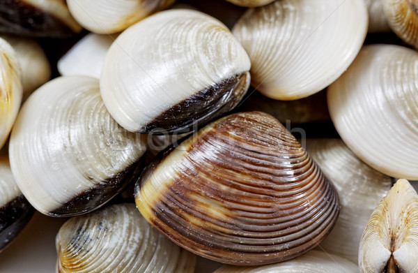 fresh clams Stock photo © cozyta