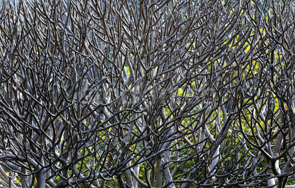 Közelkép fa ágak levelek borzalmas aszály Stock fotó © cozyta