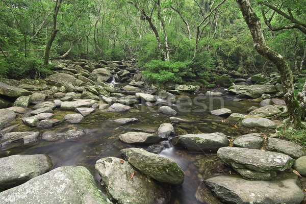 Kaskade Wasser Wald Baum Natur Sommer Stock foto © cozyta