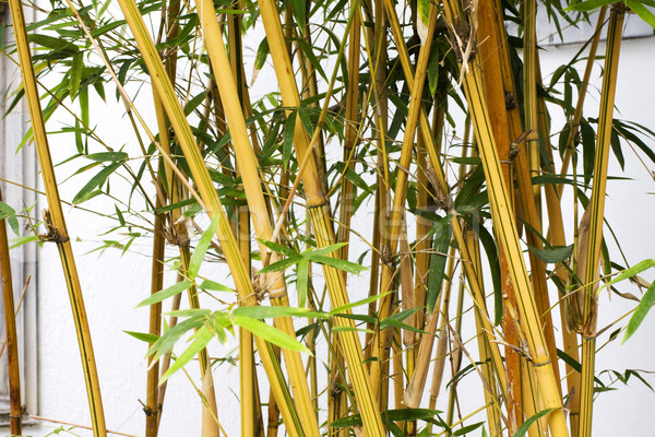 Bamboe bos omhoog voorjaar schoonheid jungle Stockfoto © cozyta