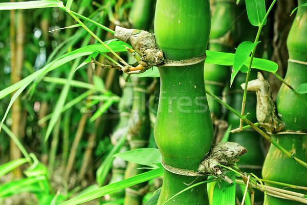 Bamboe boom zon blad tuin achtergrond Stockfoto © cozyta