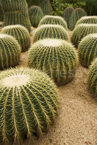 Cactus grădină familie proiect deşert artă Imagine de stoc © cozyta