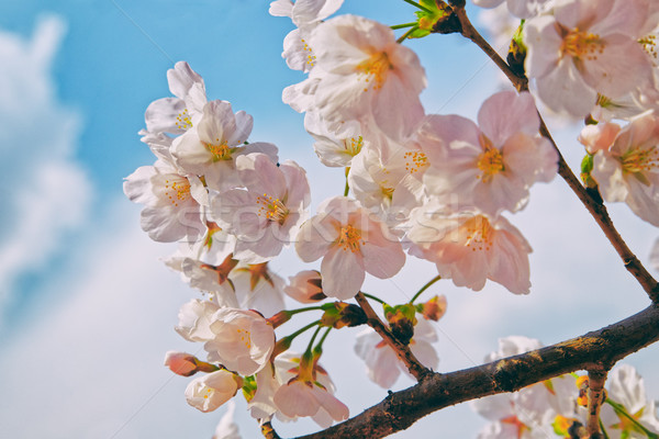 Sakura belle cerisiers en fleurs Nice ciel bleu arbre Photo stock © cozyta