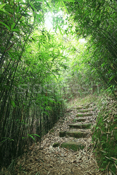Green Bamboo Forest -- a path leads through a lush bamboo forest Stock photo © cozyta
