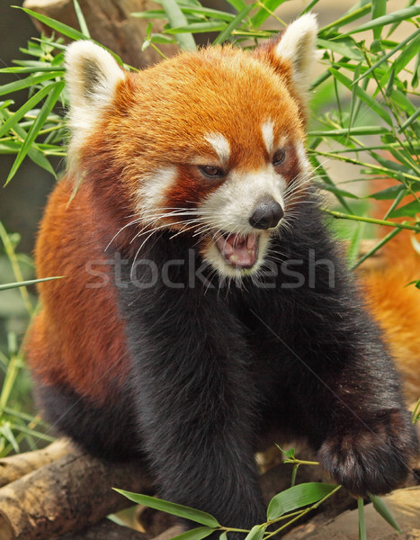 Red Panda Stock photo © cozyta