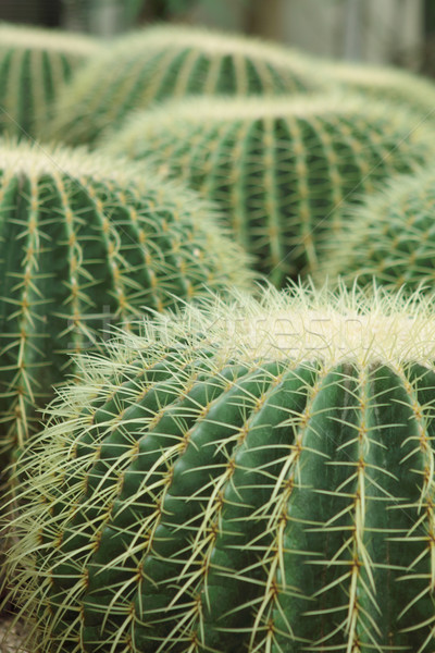 Cactus of sphericity style grows in sand  Stock photo © cozyta