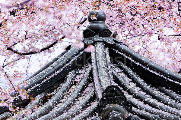 Weeping sakura infront of japanese temple Stock photo © cozyta