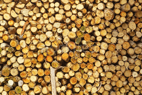 Természetes fából készült absztrakt fotó köteg fa Stock fotó © cozyta