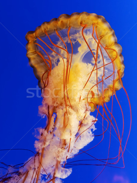 Foto stock: Espectacular · medusas · azul · mar · agua · texturas