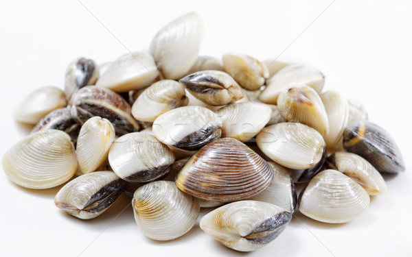 fresh clams Stock photo © cozyta