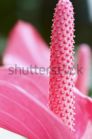 Tulp voorjaar schoonheid geschenk plant witte Stockfoto © cozyta