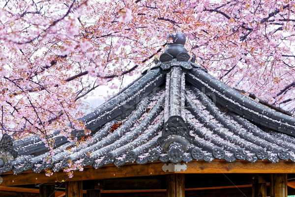 Sakura japoński świątyni dzień kwiat wody Zdjęcia stock © cozyta