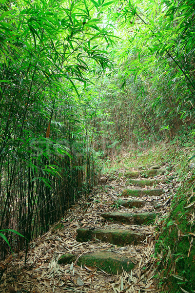 綠色 竹 森林 路徑 青蔥的 樹 商業照片 © cozyta