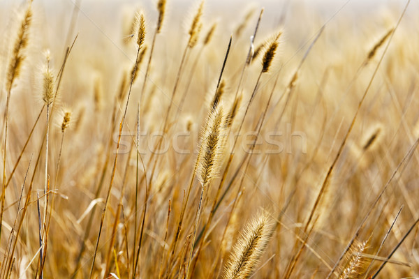 Yellow silvergrass Stock photo © cozyta