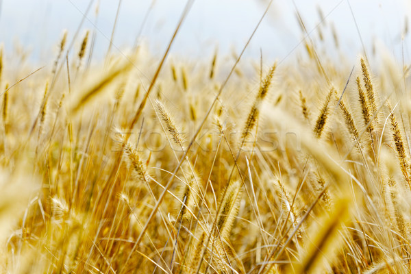 Yellow silvergrass Stock photo © cozyta