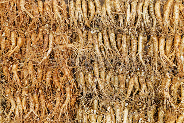 crowd of real ginseng Stock photo © cozyta